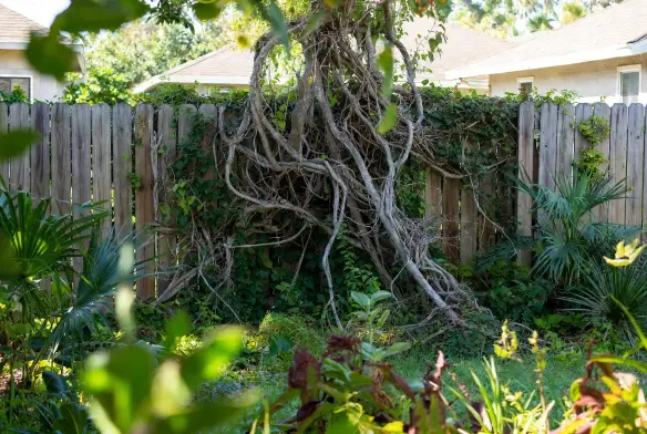 Heavily overgrown fence line and backyard in Arlington, Jacksonville, FL, with tangled vines and dense brush before clearing