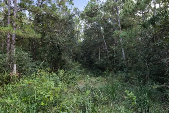 Densely wooded 0.8-acre residential lot in Fleming Island, FL, before forestry mulching and land clearing
