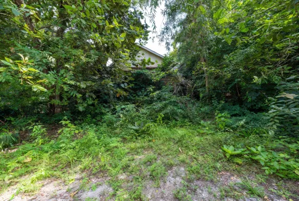 Heavily overgrown residential backyard in Mandarin, Jacksonville, FL, before professional land clearing
