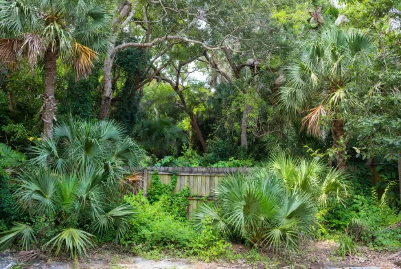 Overgrown residential lot in Orange Park, FL, covered in palmetto scrub and Brazilian pepper before clearing