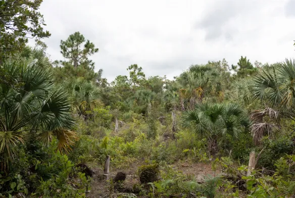 Before land clearing, a 3.2-acre infill development lot in Southside Jacksonville, FL, on Baymeadows Road, overgrown with scrub brush