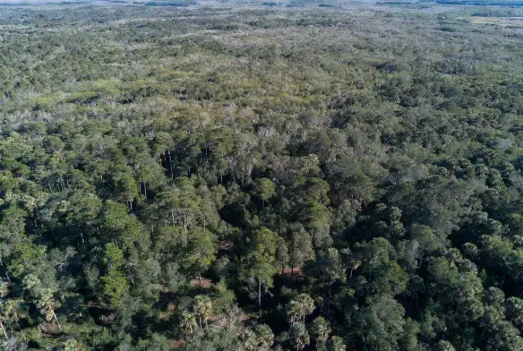  Before aerial view 160 acre undeveloped commercial land Nassau County Florida dense pine forest pre-clearing