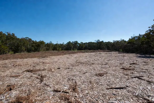 After Fecon FTX148 forestry mulching 25 acre commercial site St Johns County Florida clean cleared mulch layer no haul off