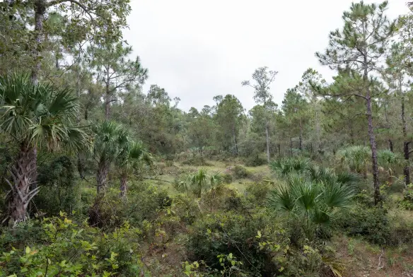 Before forestry mulching 25 acre wooded commercial development site St Johns County Florida dense pine oak scrub forest