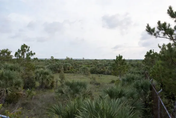 Before commercial land clearing industrial warehouse site Jacksonville FL Northside JAXPORT Heckscher Drive corridor overgrown scrub