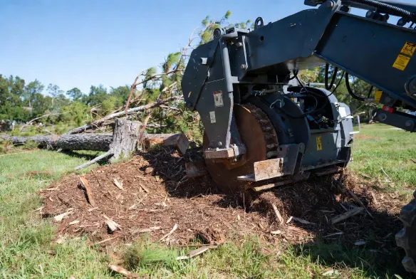 Professional tree removal and stump grinding on residential property in Jacksonville, FL, with permit documentation