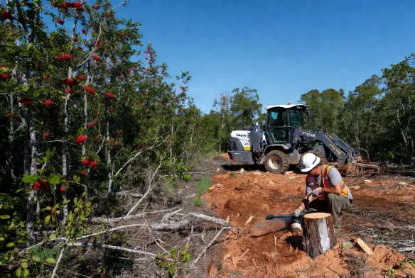brazilian pepper tree removal jacksonville fl professional herbicide cut stump treatment fecon ftx148 forestry mulcher mandarin duval county