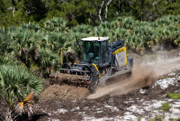 Forestry mulching Jacksonville FL Fecon FTX148 mulcher clearing dense Brazilian pepper and palmetto scrub Duval County land clearing