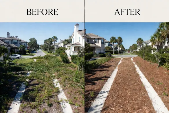 HOA right of way maintenance before and after Ponte
Vedra St Johns County FL 1200 linear feet bi-annual
Brazilian pepper treatment zero regrowth scheduled
maintenance program