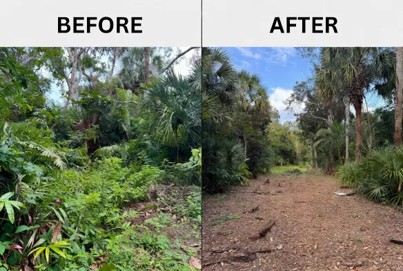 Private access easement clearing before and after
Fleming Island Clay County FL 650 linear feet Brazilian
pepper Chinese tallow invasive species removed one day